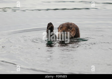 Sea Otter in Uyak Bay, Kodiak Insel, Alaska. Stockfoto