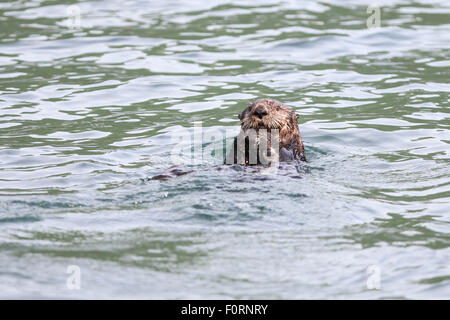 Sea Otter in Uyak Bay, Kodiak Insel, Alaska. Stockfoto