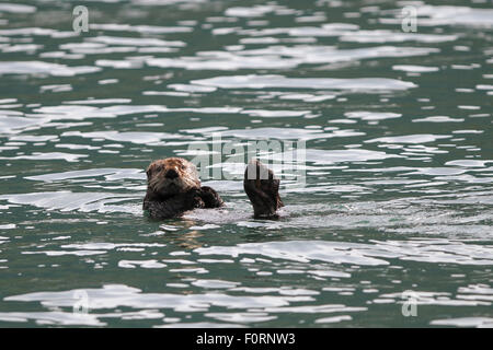 Sea Otter in Uyak Bay, Kodiak Insel, Alaska. Stockfoto