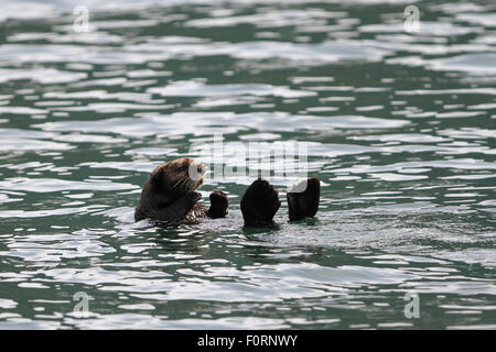 Sea Otter in Uyak Bay, Kodiak Insel, Alaska. Stockfoto