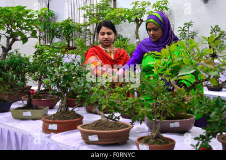 Dhaka, Bangladesch. 20. August 2015. Besucher in der Bonsai-Messe in Dhaka, Bangladesh. Am 20. August 2015 Bäume The Rediant Bonsai Gesellschaft organisierte die 7. Bonsai fair fördern die Miniatur aus angebaut in attraktiven Kleingebinden im Land. Rund 500 Bonsai-Baeume ausgestellt auf der Messe in Dhaka, Bangladesh. Bildnachweis: Mamunur Rashid/Alamy Live-Nachrichten Stockfoto