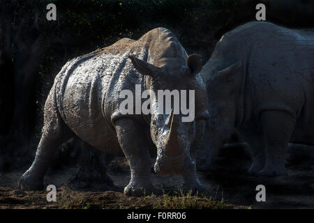 Breitmaulnashorn (Ceratotherium Simum), Hlane Wildgehege, Swasiland Stockfoto