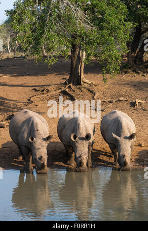 Breitmaulnashorn (Ceratotherium Simum) trinken, Kumasinga Wasserloch, Mkhuze Wildgehege, KwaZulu Natal, Südafrika Stockfoto