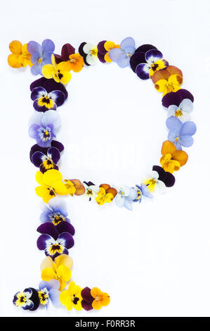 Buchstaben P Alphabet gemacht aus Stiefmütterchen Blüten isoliert auf weißem Hintergrund Stockfoto