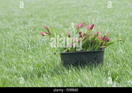 Schneiden Sie Tulpen in Eimer auf Grünland, Niederlande Stockfoto