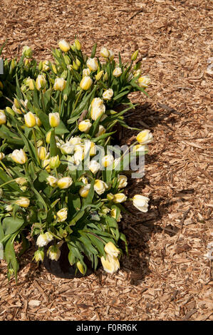 viele Tulpen in Eimern Stockfoto