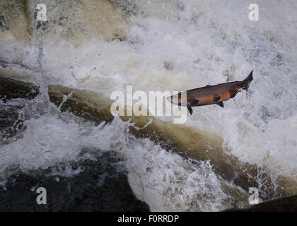 Meerforelle (Salmo Trutta) springen über Wasser stromaufwärts, Migration Herred Vester, Bornholm, Dänemark, Oktober 2009 Stockfoto