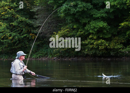 Man zieht in eine europäische Äsche (Thymallus Thymallus) vom San Fluss, Myczkowce, Polen, September 2011 Modell veröffentlicht Stockfoto