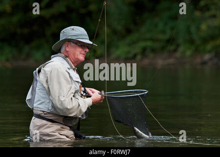 Man zieht in eine europäische Äsche (Thymallus Thymallus) vom San Fluss, Myczkowce, Polen, September 2011 Modell veröffentlicht Stockfoto