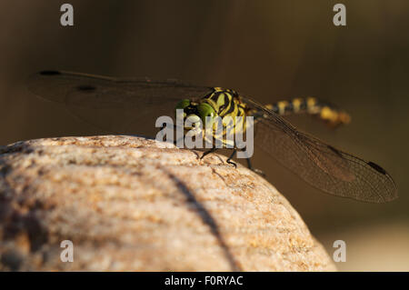 Männliche gelbe Clubtail Libelle (Befestigung Simillimus) ruht auf Stein, Allier Fluß, Pont-du-Chateau, Auvergne, Frankreich, August 2010 Stockfoto