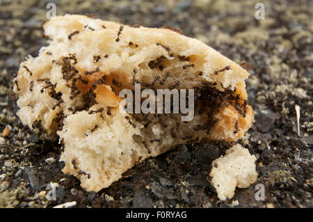 Hunderte von kleinen schwarzen Ameisen, die Fütterung auf ein Stück Brot auf Straße, Pont-du-Chateau, Auvergne, Frankreich, August 2010 Stockfoto