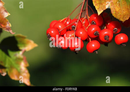 Leuchtend rote Baum Beeren Stockfoto