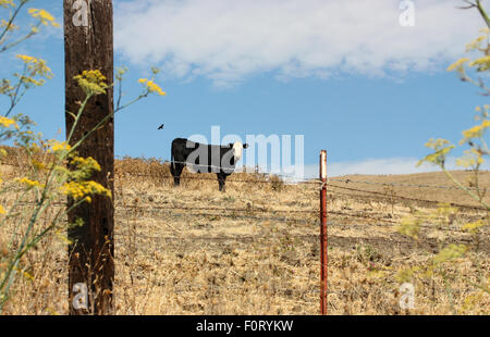 Einsame Kuh im Feld Stockfoto