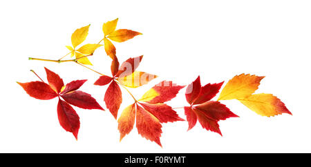 Rote und gelbe Herbstlaub auf einem Zweig, Studio isoliert auf weißem Hintergrund Stockfoto
