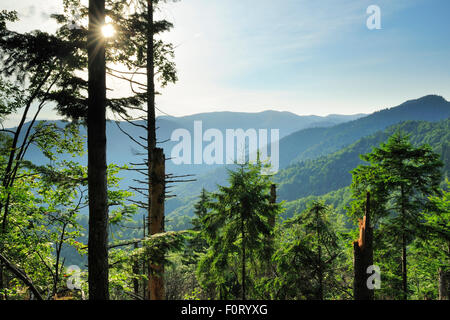 Tannen (Abies SP.) in unberührten Buchenholz-Tannenwald, Runcu Tal, Dambovita County, Leota Bergkette, Rumänien, Juli 2011 Stockfoto