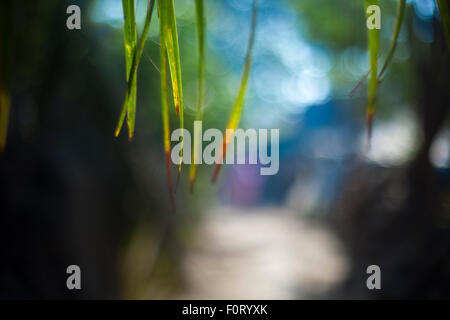 Dünnes Gras, wie Blätter, die von oben über einem unscharfen Hintergrund hängen. Stockfoto