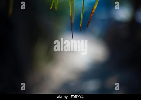 Dünnes Gras, wie Blätter, die von oben über einem unscharfen Hintergrund hängen. Stockfoto