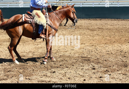 Cowboy auf Pferd im leeren Stadion Stockfoto