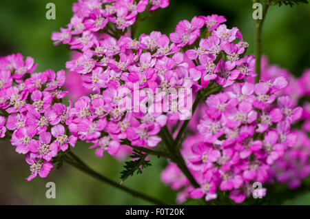 Schafgarbe (Achillea Millefolium) Stockfoto