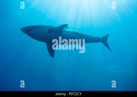 Diese weißen Hai, Carcharodon Carcharias, fotografierte vor Insel Guadalupe, Mexiko. Stockfoto