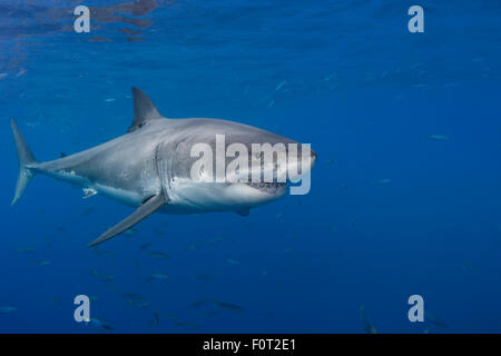 Diese weißen Hai, Carcharodon Carcharias, fotografierte vor Insel Guadalupe, Mexiko. Stockfoto