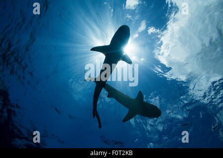 Schwarzspitzen-Riffhaie, Carcharhinus Melanopterus, Yap, Mikronesien. Stockfoto