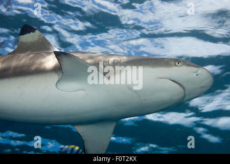 Ein Blick von unten auf einem Schwarzspitzen Riff Hai, Carcharhinus Melanopterus, bis in der Nähe von der Oberfläche aus der Insel Yap in Mikronesien. Stockfoto