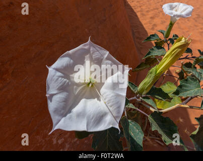 Heilige Datura Blüte in freier Wildbahn auch bekannt als: Western Jimsom Unkraut, Nachtschatten, Indischer Whisky Stockfoto