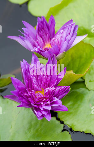 Nymphaea "King of Siam" Seerose blüht. Stockfoto