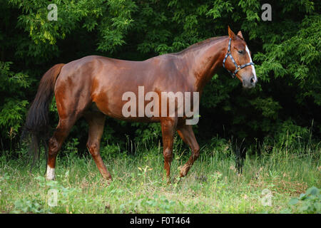 Bucht Pferd im Sommer Wald Stockfoto