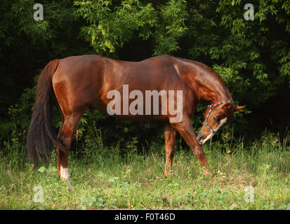 Bucht Pferd im Sommer Wald Stockfoto