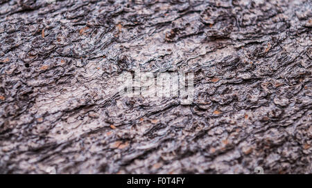 Baum Rinde Textur Hintergrund Muster Nahaufnahme Ponderosa pine Stockfoto