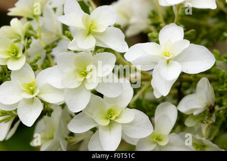 Doppelte blühende sterile Blüten in der Rispe der Eiche Endivie Hydrangea Quercifolia ' Snow Queen' Stockfoto