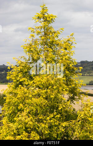 Goldene Sommer Laub Laub Dawn Redwood, Metasequoia Glyptostroboides "Gold Rush" Stockfoto