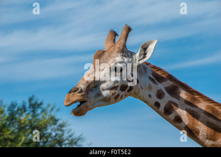 Nahaufnahme Foto eines Rothschild-Giraffen-Kopf Stockfoto