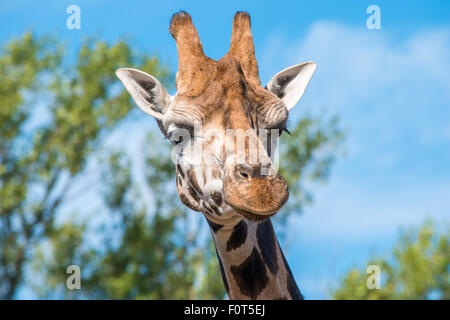 Nahaufnahme Foto eines Rothschild-Giraffen-Kopf Stockfoto