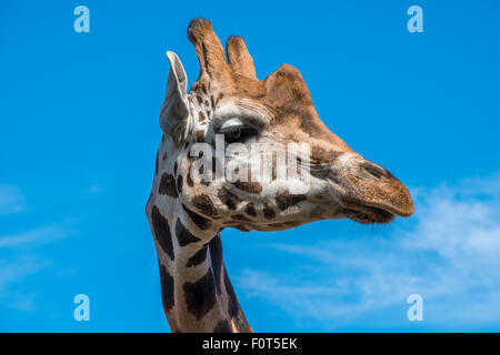 Nahaufnahme Foto eines Rothschild-Giraffen-Kopf Stockfoto