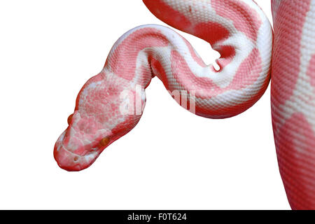 retikuliert Albino-Python (Python Reticulatus) isoliert auf weißem Hintergrund Stockfoto