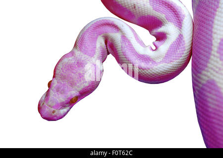 retikuliert Albino-Python (Python Reticulatus) isoliert auf weißem Hintergrund Stockfoto