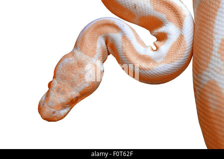 retikuliert Albino-Python (Python Reticulatus) isoliert auf weißem Hintergrund Stockfoto