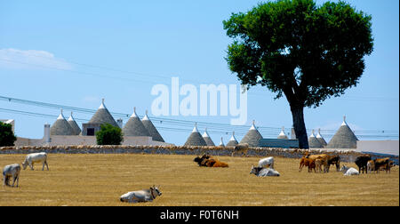 Kühe sind an einem heißen Sommertag auf dem Lande von Apulien Grübeln. In den Hintergrund-trulli Stockfoto