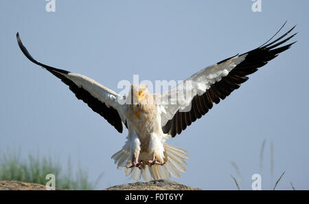 Schmutzgeier (Neophron Percnopterus) Landung, Faia Brava Reserve, Coa Tal, Portugal, Mai Stockfoto