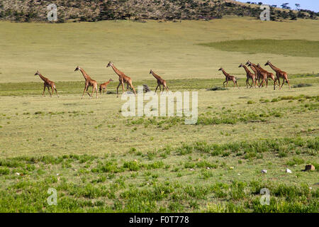 Ebenen oder Masai Giraffen, Tansania Stockfoto