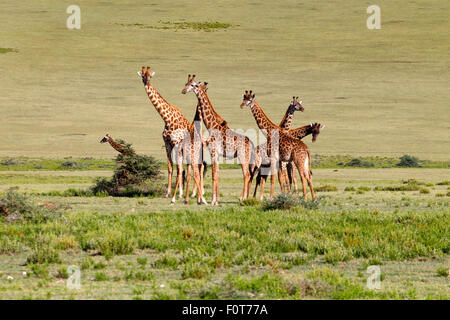 Ebenen oder Masai Giraffen, Tansania Stockfoto