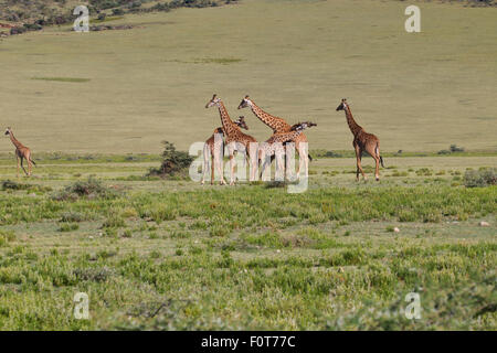 Ebenen oder Masai Giraffen, Tansania Stockfoto