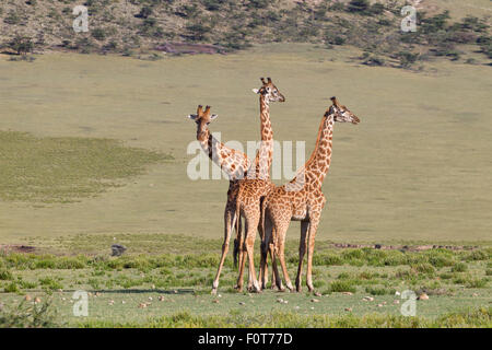 Ebenen oder Masai Giraffen, Tansania Stockfoto