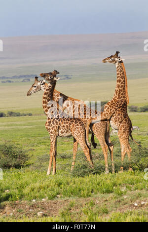 Masai Giraffen Einschnürung Stockfoto