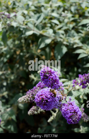 Nahaufnahme einer einzigen Honigbiene auf Sommerflieder lila Blumen Stockfoto