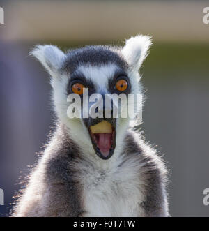 schwarze und weiße Lemur Kopf geschossen Stockfoto