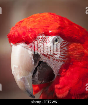 Parrott Nahaufnahme Kopf geschossen Stockfoto